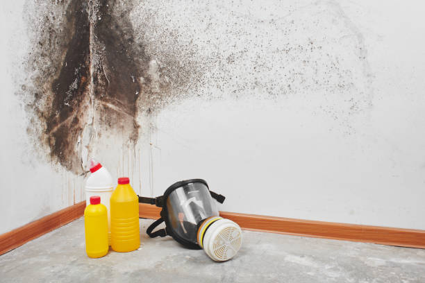Best Toxic Mold Removal  in Booker, TX