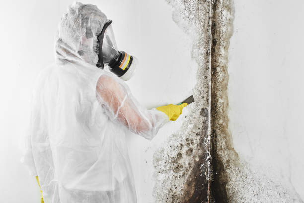 Best Attic Mold Removal  in Booker, TX