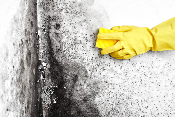 Best Office Mold Removal Services  in Booker, TX
