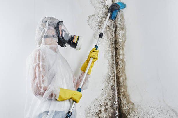 Best Mold Removal Company Near Me  in Booker, TX