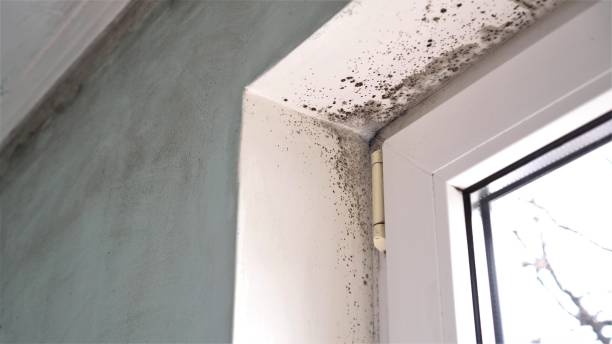 Attic Mold Removal in Booker, TX