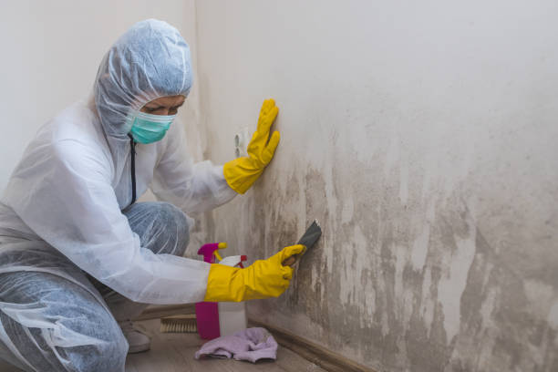 Best Certified Mold Removal  in Booker, TX