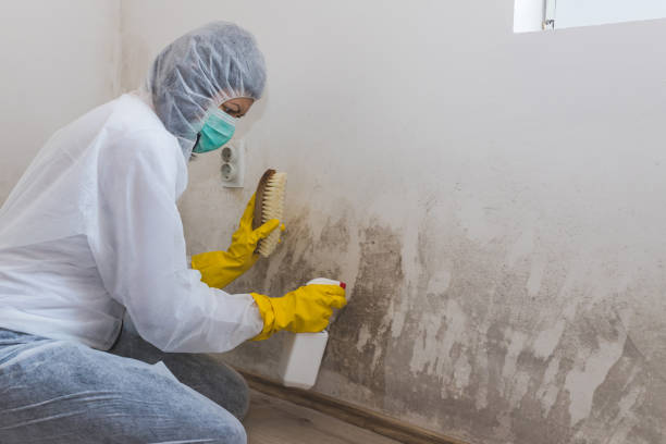 Best Affordable Mold Removal  in Booker, TX