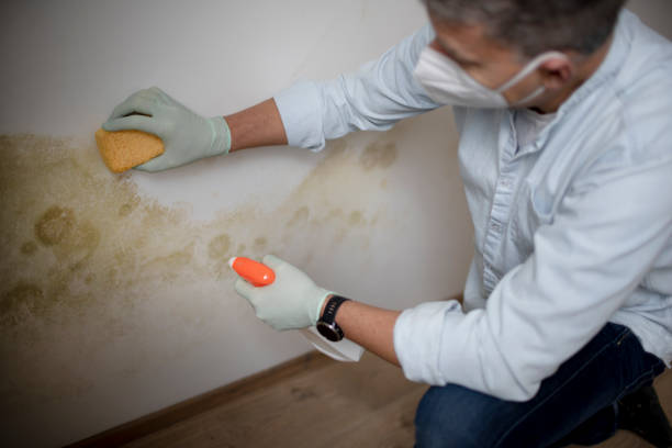 Best Fast Mold Removal  in Booker, TX