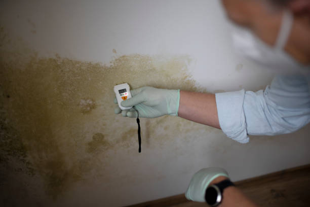 Best Mold Remediation  in Booker, TX