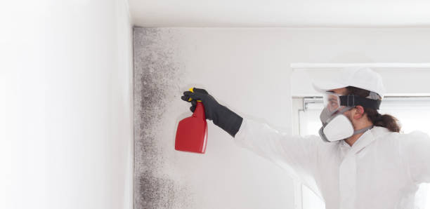 Best Commercial Mold Removal  in Booker, TX