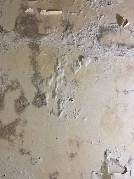 Best Residential Mold Removal  in Booker, TX