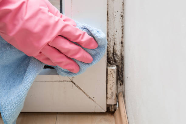 Best Black Mold Removal  in Booker, TX
