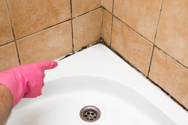 Best Mold Removal Company Near Me  in Booker, TX